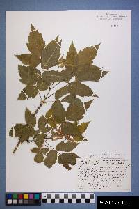 Acer negundo var. californicum image